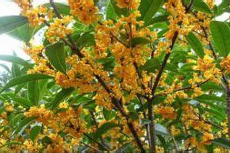 桂花开花前施什么肥