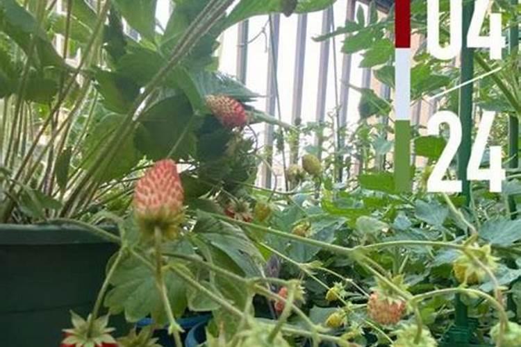 新型农药面面观(三):纳米农药