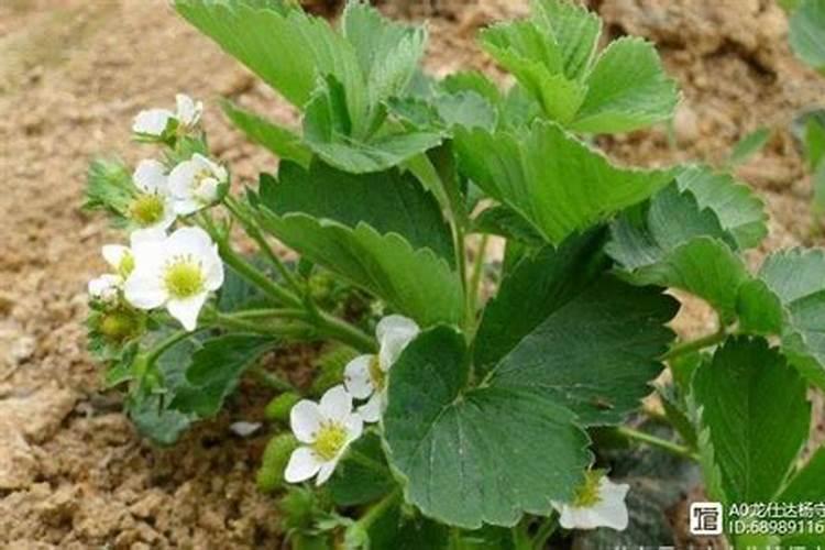 草莓开花前期用什么肥