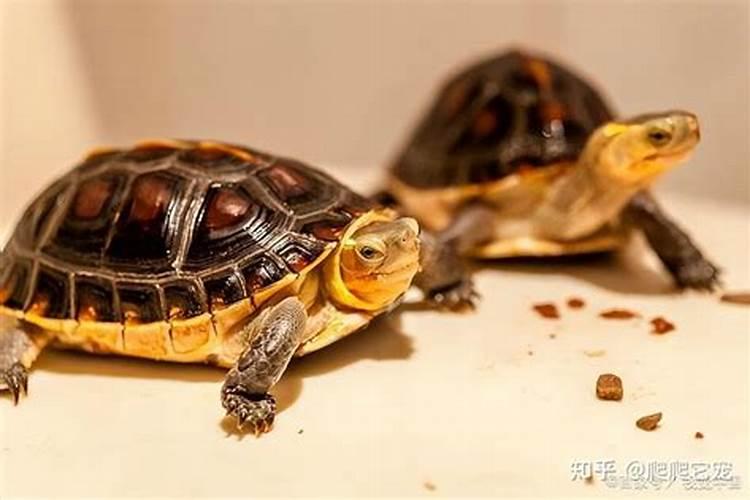换下来的养龟的水,可以用来浇花吗