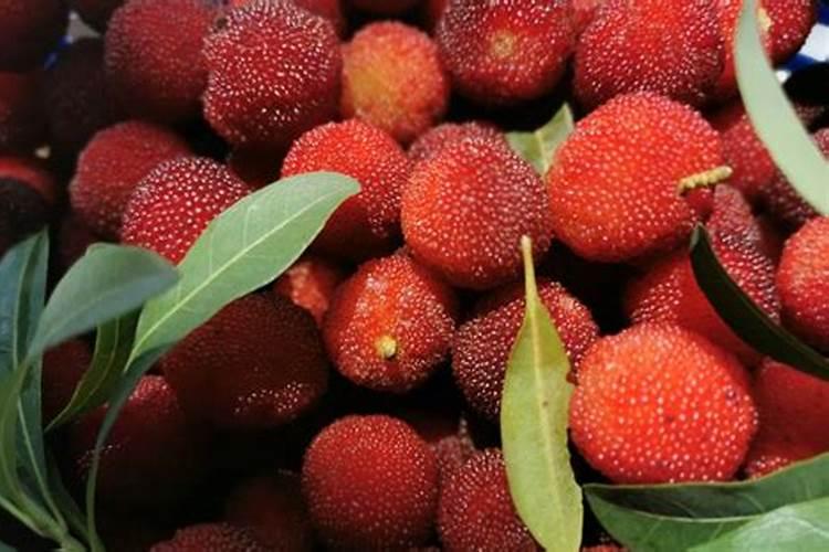 蔬菜苗期用什么肥料