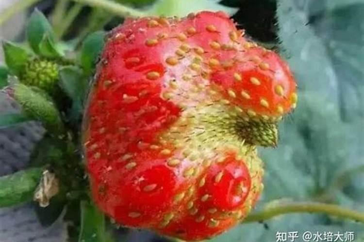 葡萄最佳打药时间表