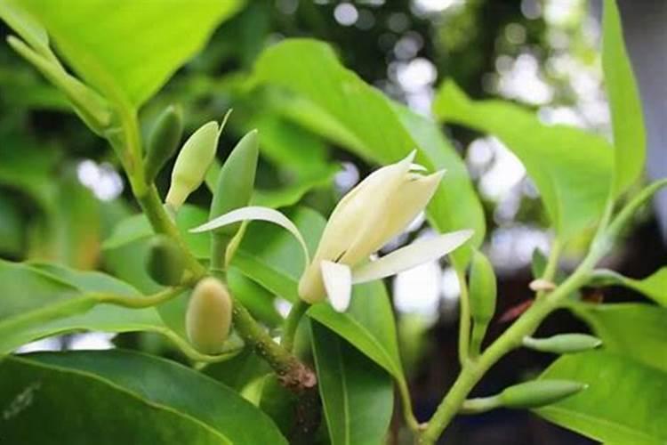 花菜喜欢什么样的肥料