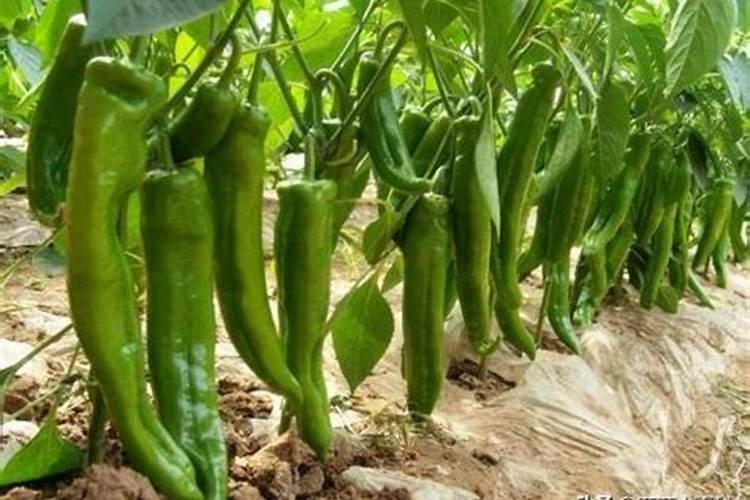 辣椒收获期叶面喷施氮肥可以吗,比例是多少？