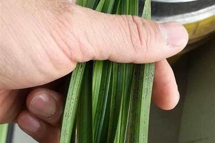 苹果用什么水溶肥好