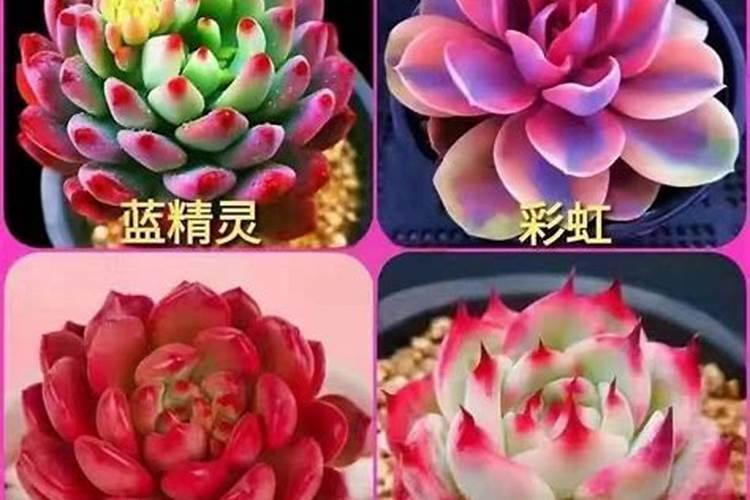 李子是一种非常好吃的水果,那么种植李子有什么要注意的呢？