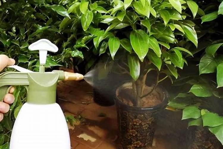氮肥的使用方法和技巧