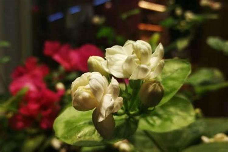 茉莉花花期如何管理 茉莉花花期怎样管理