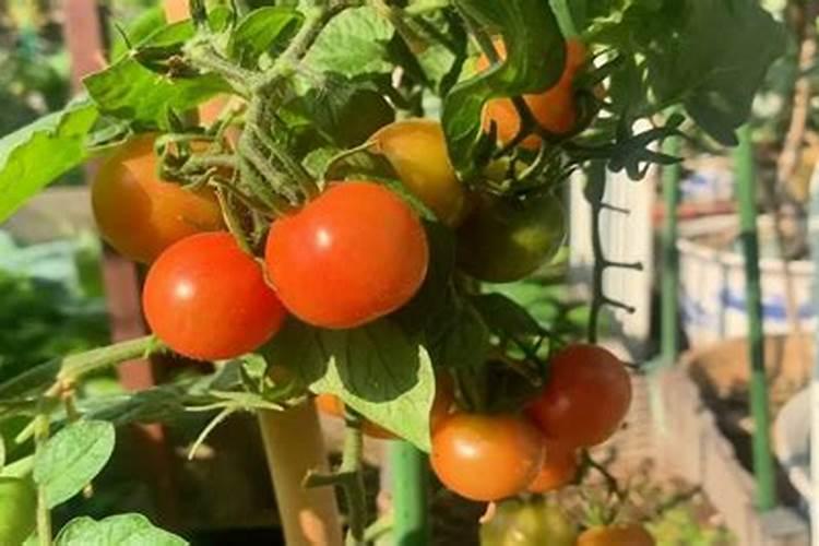 种植西红柿的时候该怎样施肥？施肥时有哪些注意事项？