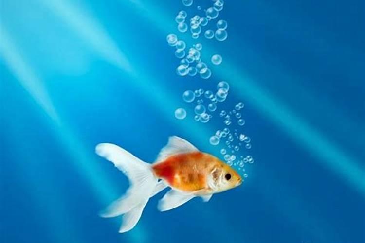 养鱼水浇花好吗