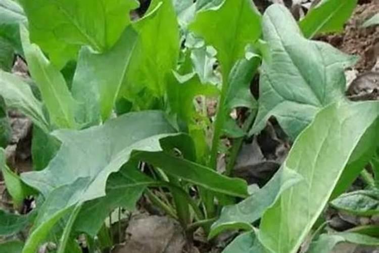 种植菠菜怎么施肥该施什么肥料