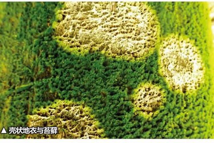 芸苔素内脂素喷在荔枝叶需要过湿吗？