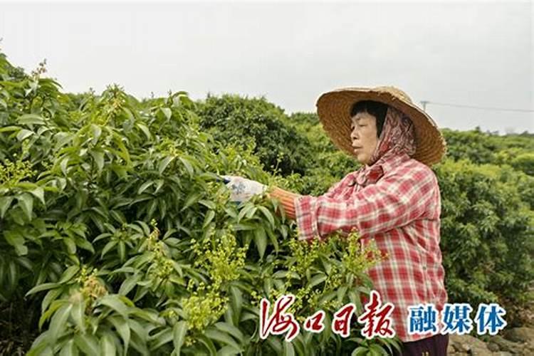 今年荔枝落果严重,云大YD120能否有效预防？