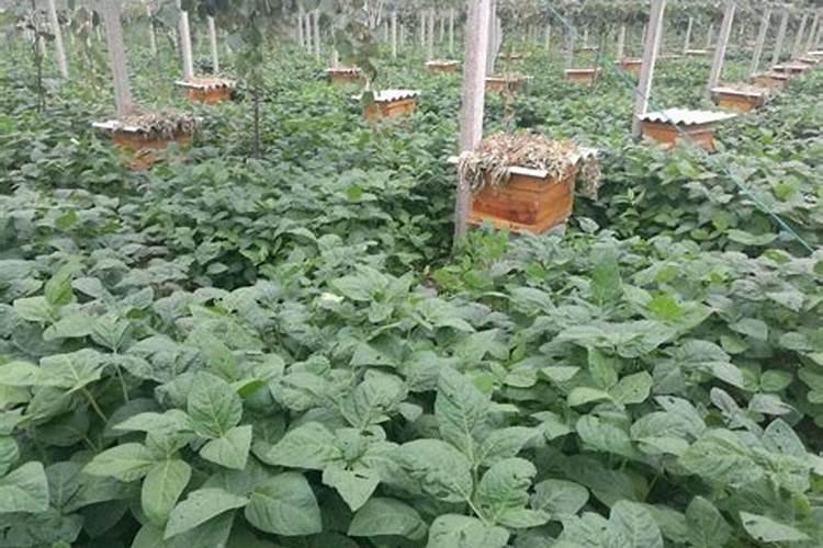 为什么种过黄豆的那块地下次种别的作物丰收很多？