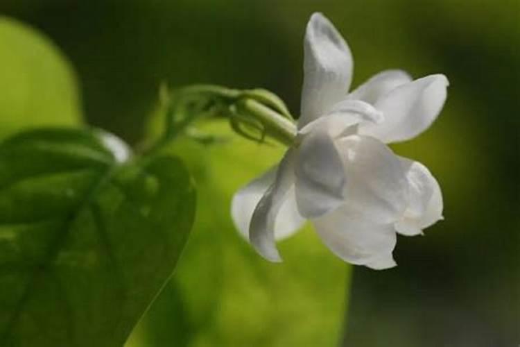 茉莉花追肥用什么肥料好