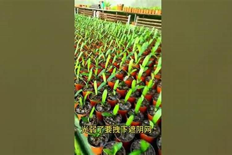 叶面肥三天喷一次可以吗