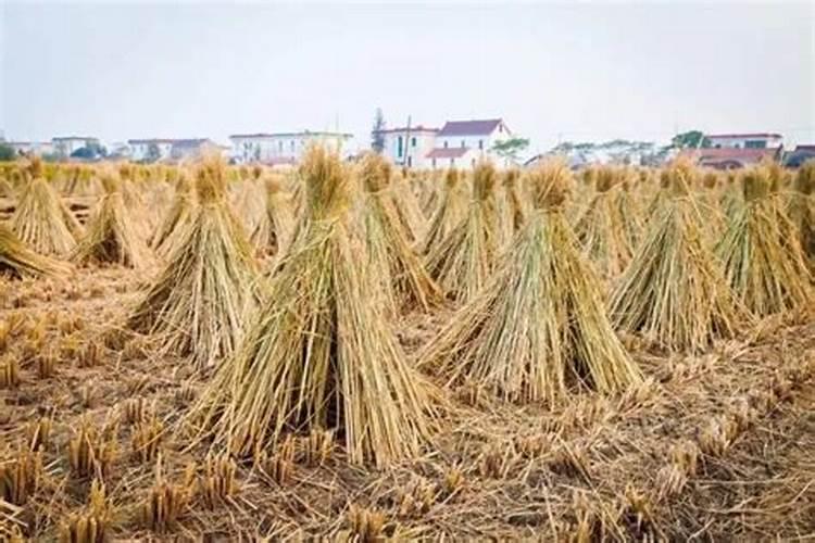 蔬菜种植用什么肥料最好