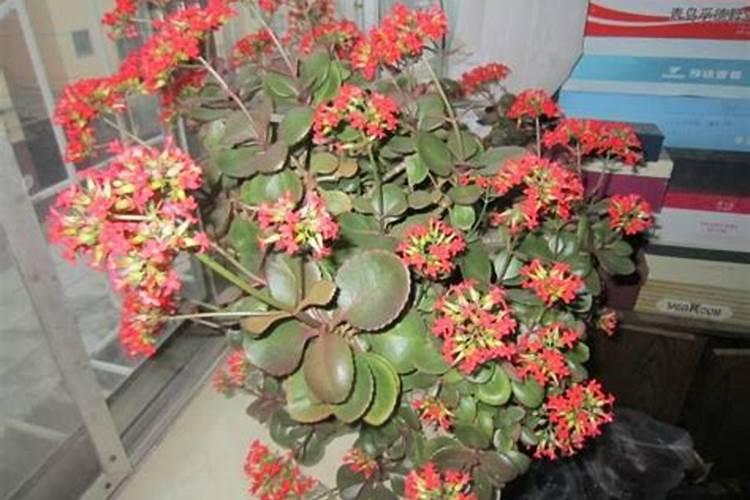 茉莉花最忌讳三种肥料