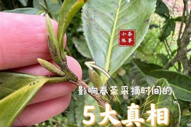 茶叶化肥使用方法