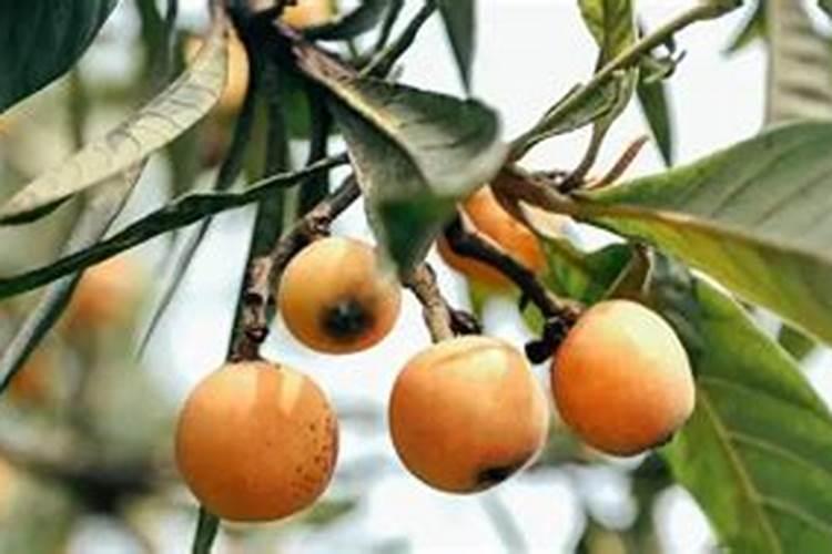 枇杷树用什么肥料最好