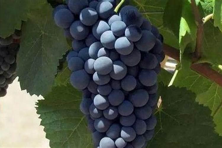 葡萄果实补钙用什么叶面钙肥？