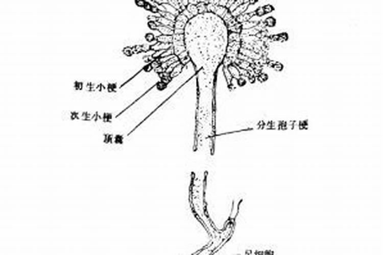 柠檬酸钙怎么提取的