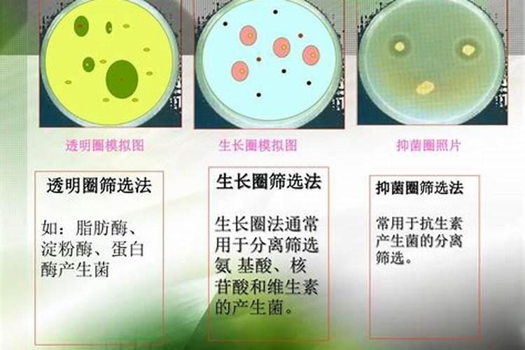 柠檬酸的生产简史