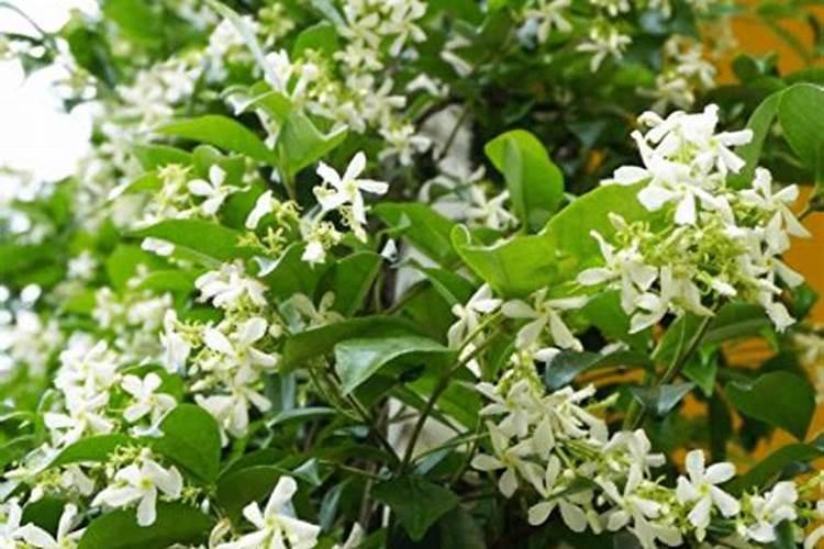 风车茉莉开花的时候可以施肥吗