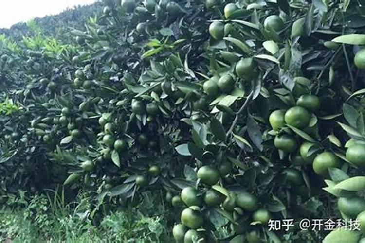 从1月至12月新会柑树管理技术流程要点