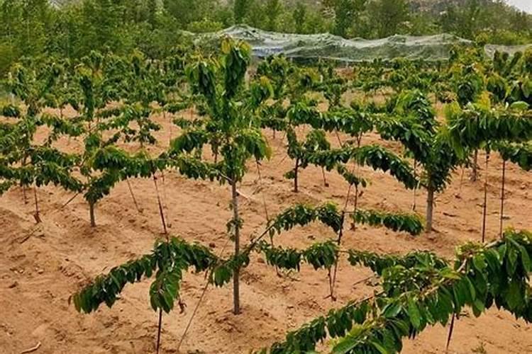 樱桃树施什么肥好
