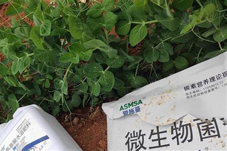 谷子种植方法 定苗时留生长一致苗