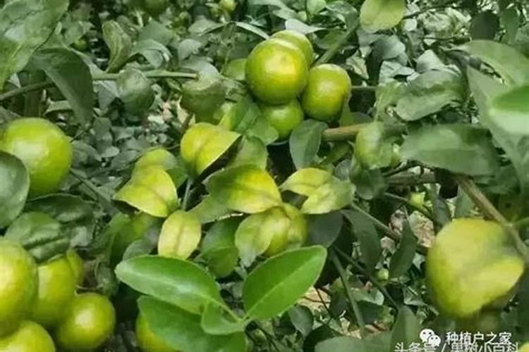 柑橘花芽分化用什么肥