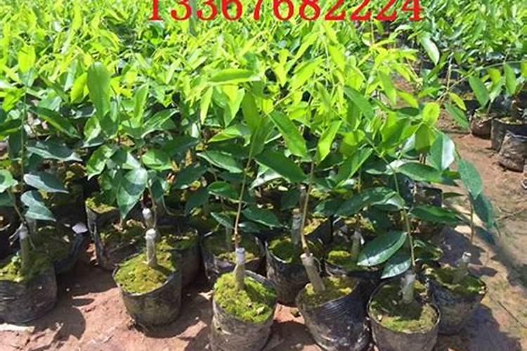 奇楠小苗多少钱一棵