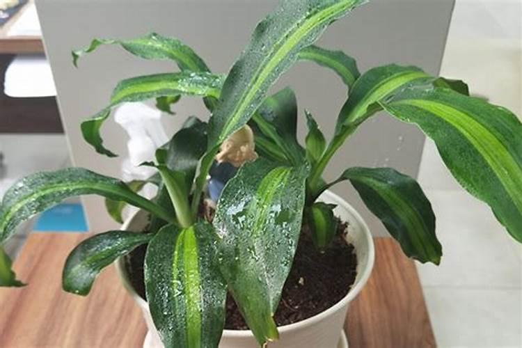 巴西木如何养殖才好