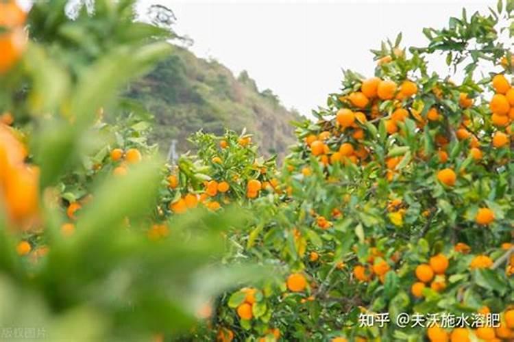 桔子秋肥的使用方法 桔子施秋肥较佳时间是什么