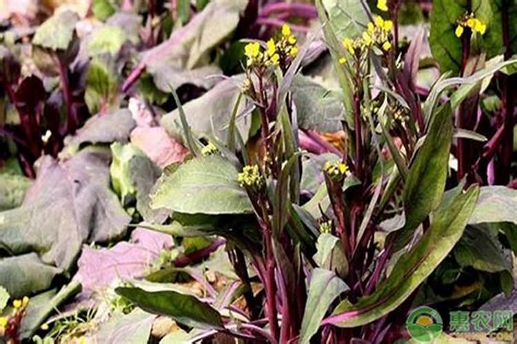 红菜苔先掐了撒点草木灰会腐烂吗
