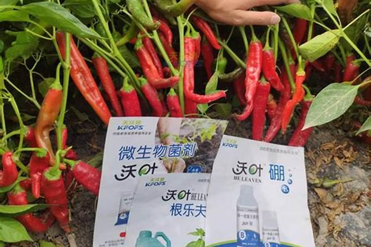 杜鹃花花谢了后怎么养