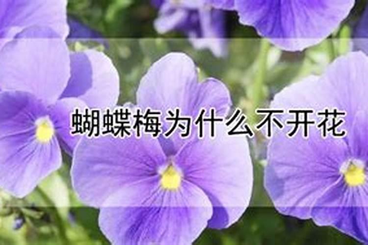 蝴蝶梅养护开花方法