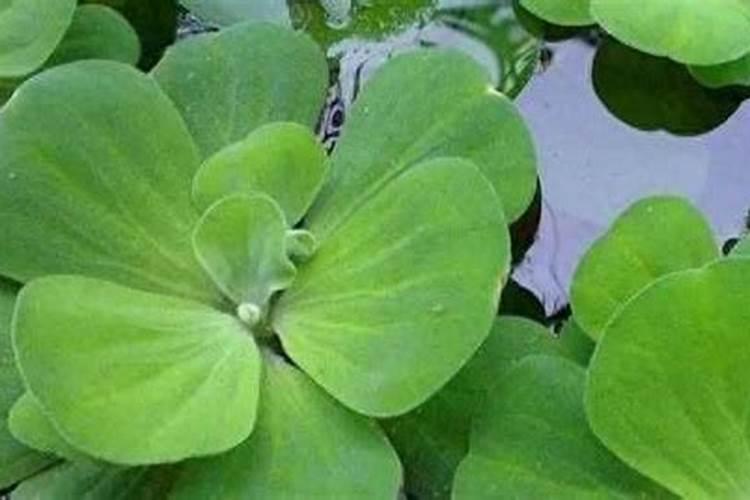 水芙蓉在鱼缸养危害