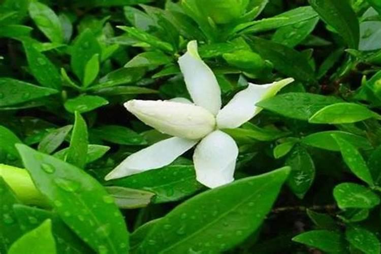 栀子花有了花苞老不开是什么原因 解决方法是什么