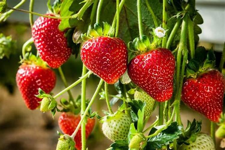 种草莓用什么肥料好