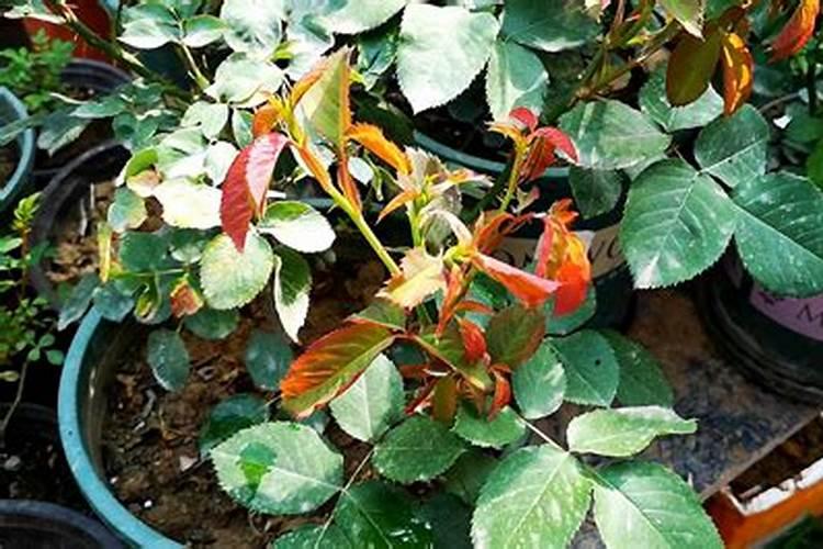 月季花修剪后施什么肥