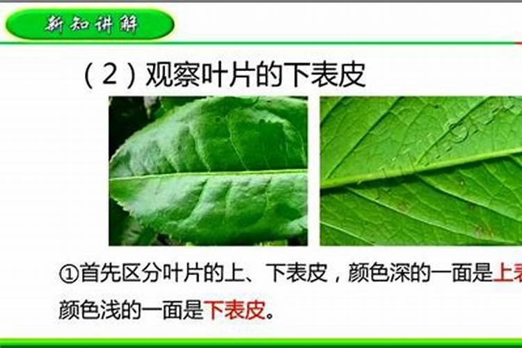 为什么施肥时不能弄到叶子上？