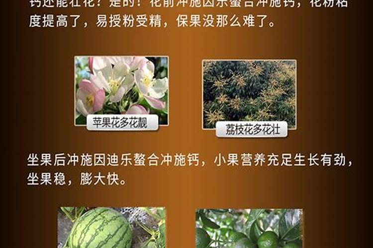 番茄什么时候冲钙肥好 注意事项有哪些