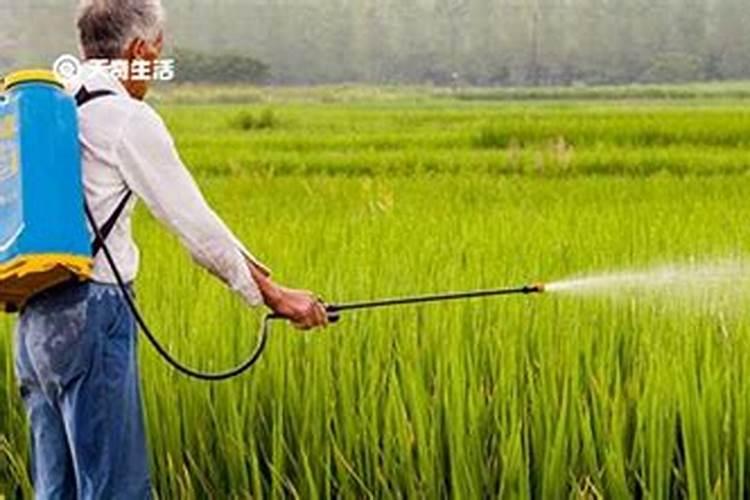 二月上旬磷酸二氢钾喷茶梅花好吗？