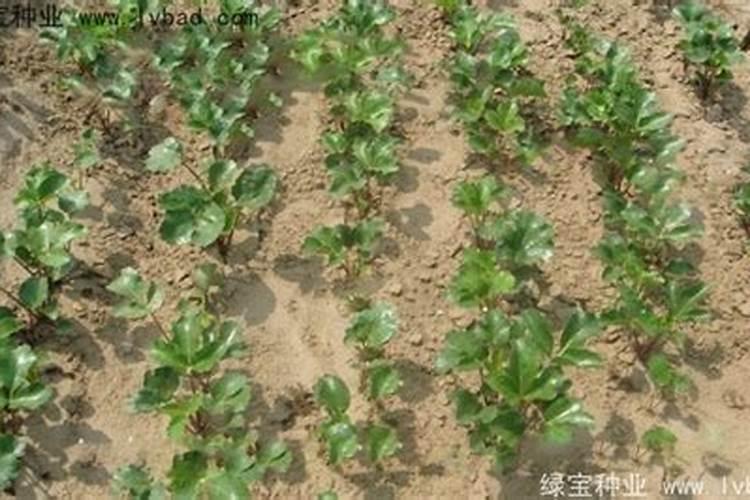 北沙参怎么种植技术