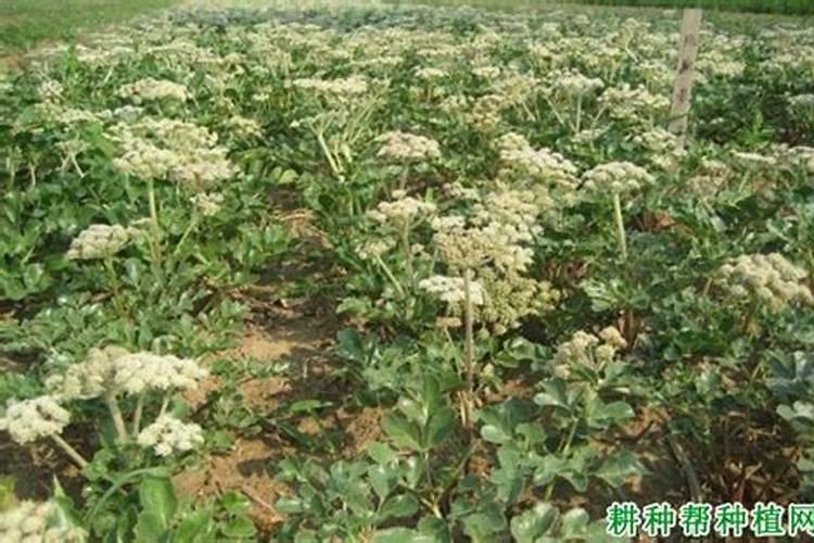 北沙参栽培管理