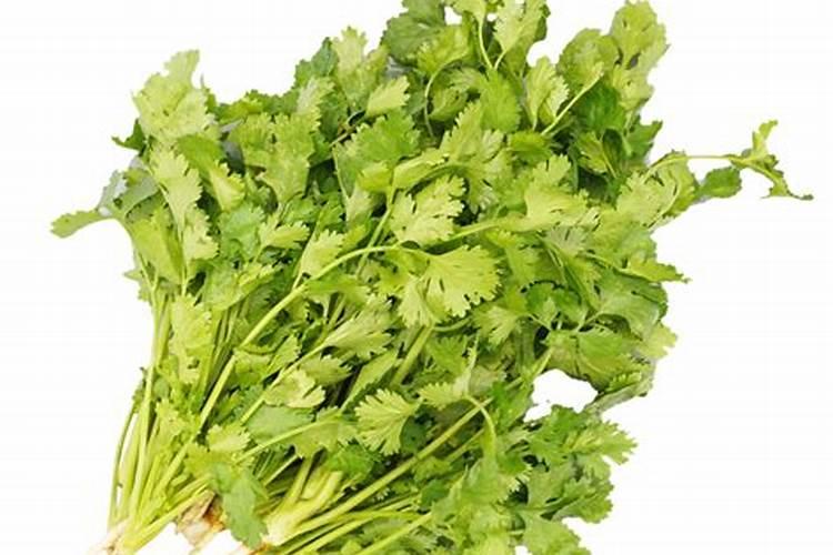 香菜小苗黄叶打什么药？