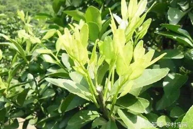 多效唑可以和叶面肥及杀菌剂一起喷吗？