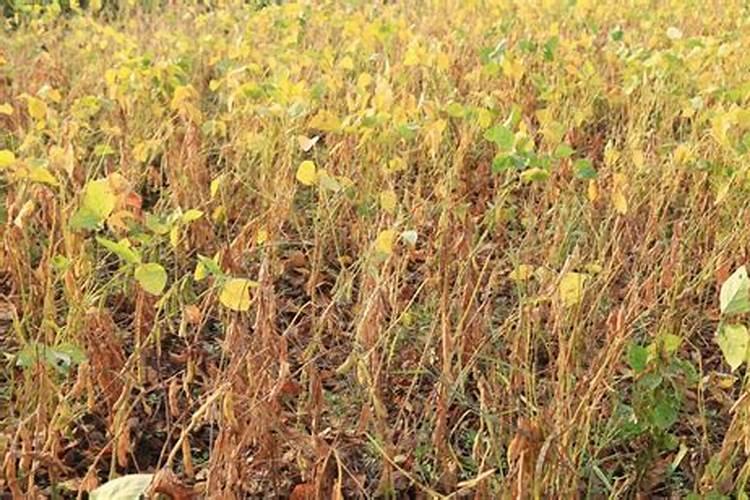 花生用什么叶面肥好 附种植方法